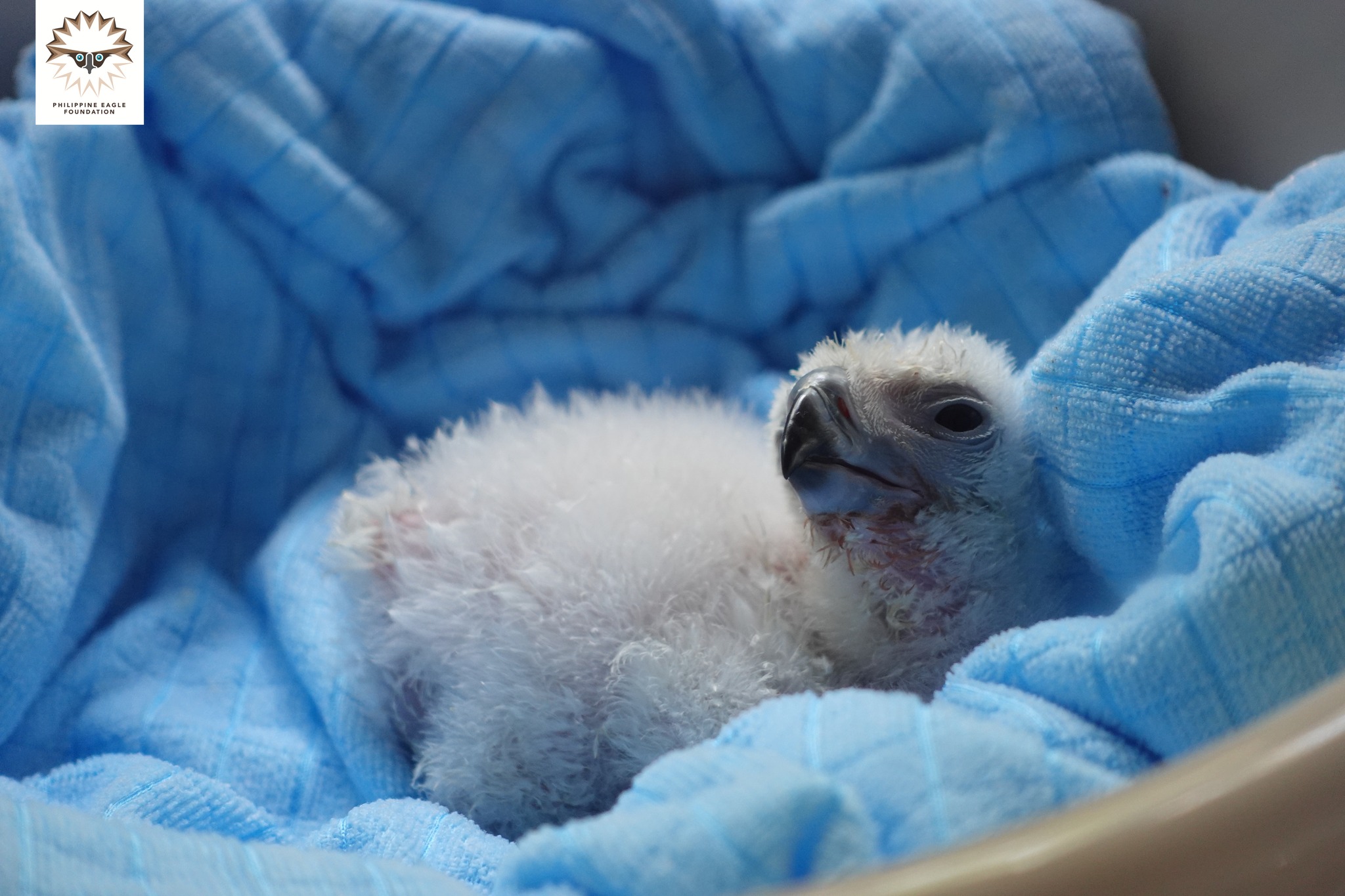 PEFT Celebrates 38th Anniversary with the Birth of Riley, a Symbol of Hope for Philippine Eagle Conservation